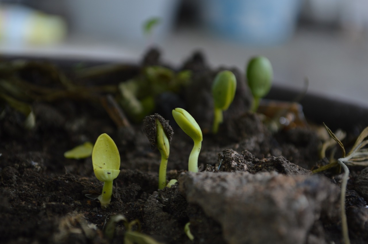 How to Compost Your Kitchen Scraps